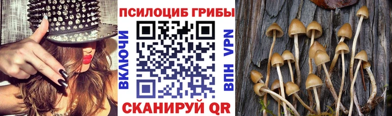 Галлюциногенные грибы Psilocybine cubensis  нарко площадка клад  Суздаль 